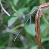 J16_2693 Chalcolestes viridis male